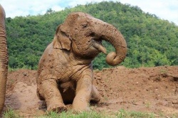 9 chuyến du lịch thú vị cho người yêu động vật 