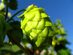 Đằng sau những cốc bia thượng hạng