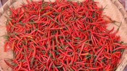 Nơi ớt luôn hiện diện trong bữa ăn gia đình