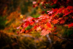 10 điểm lý tưởng để đi du lịch vào mùa thu