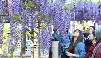 TOKYO - YAMANASHI  - FUJI 